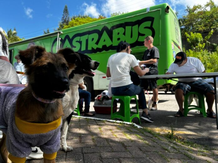 Cão e gato sendo atendidos por veterinário em unidade móvel de castração.
