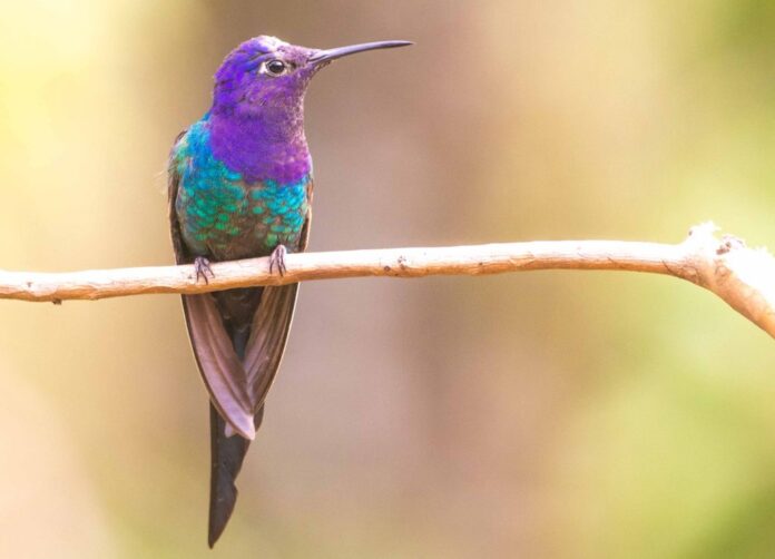 Beija-flor em meio à vegetação, símbolo do Festival do Beija-Flor, evento de observação de aves em Itapema