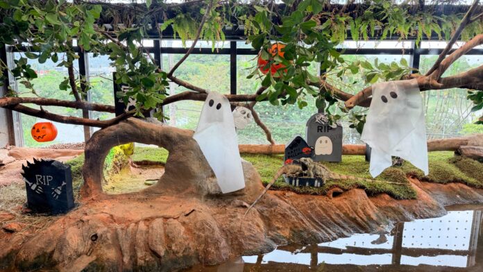 Habitat do Oceanic Aquarium, em Balneário Camboriú, decorado com abóboras e objetos temáticos de Halloween para os animais