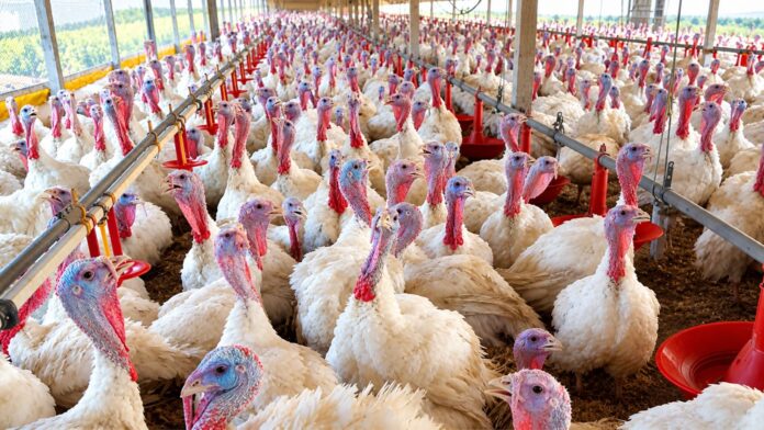 Aves em granja avícola no Oeste Catarinense