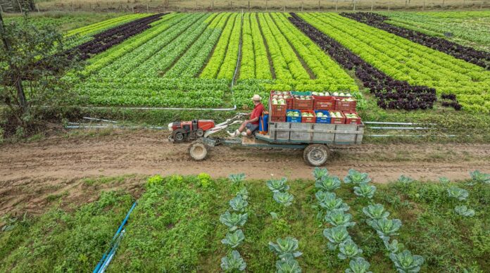 Produtor rural trabalhando em propriedade agrícola em Santa Catarina